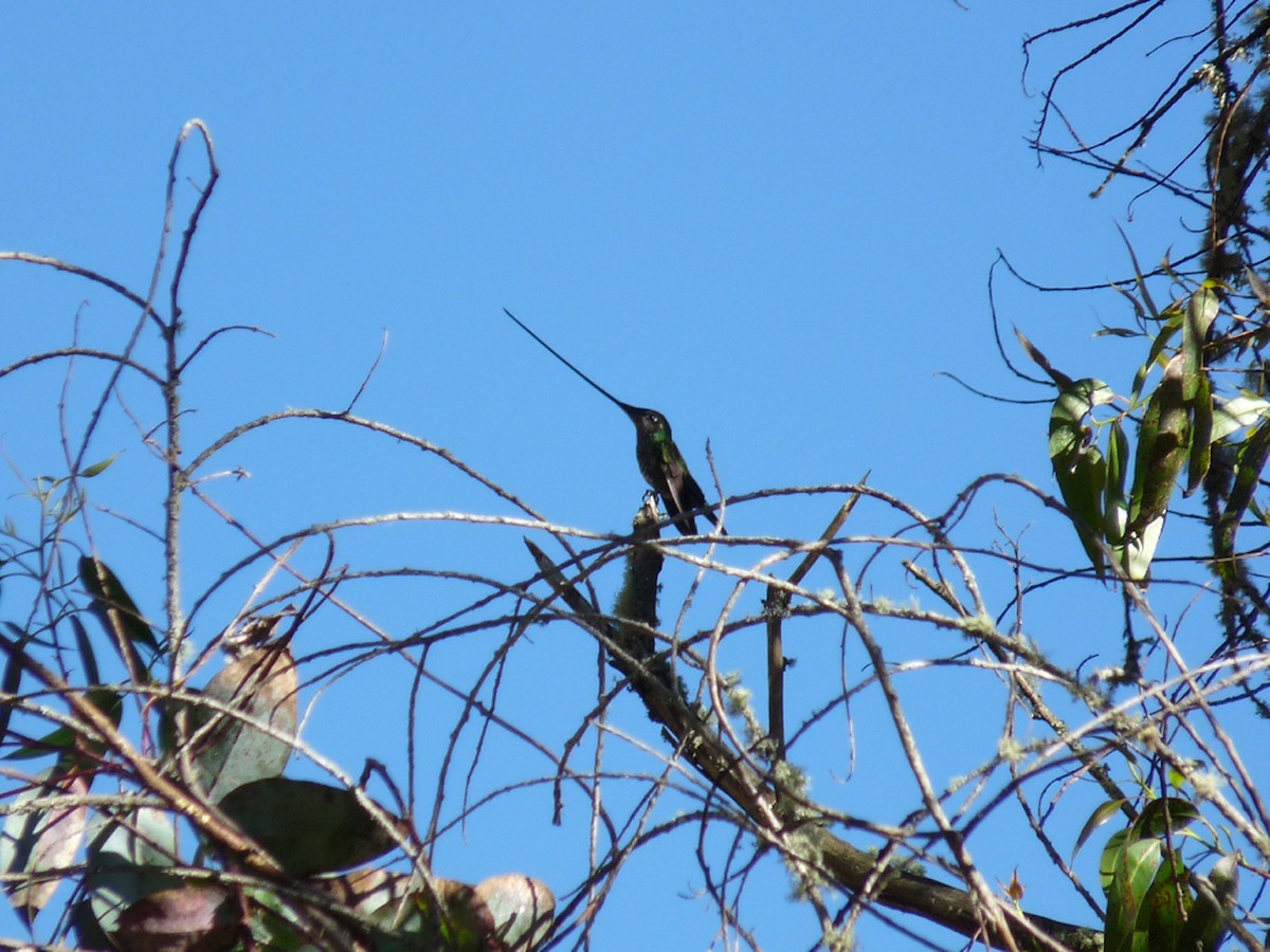 Sword-billed Hummingbird - Xavier Iñiguez Vela