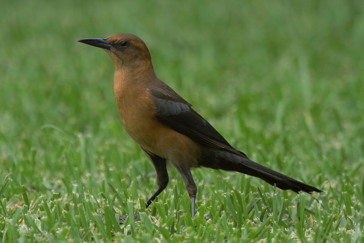 Boat-tailed Grackle (westoni) - Patrick J. Blake
