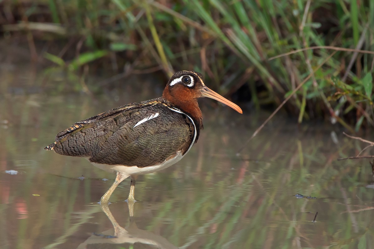 Aguatero Bengalí - ML371809591