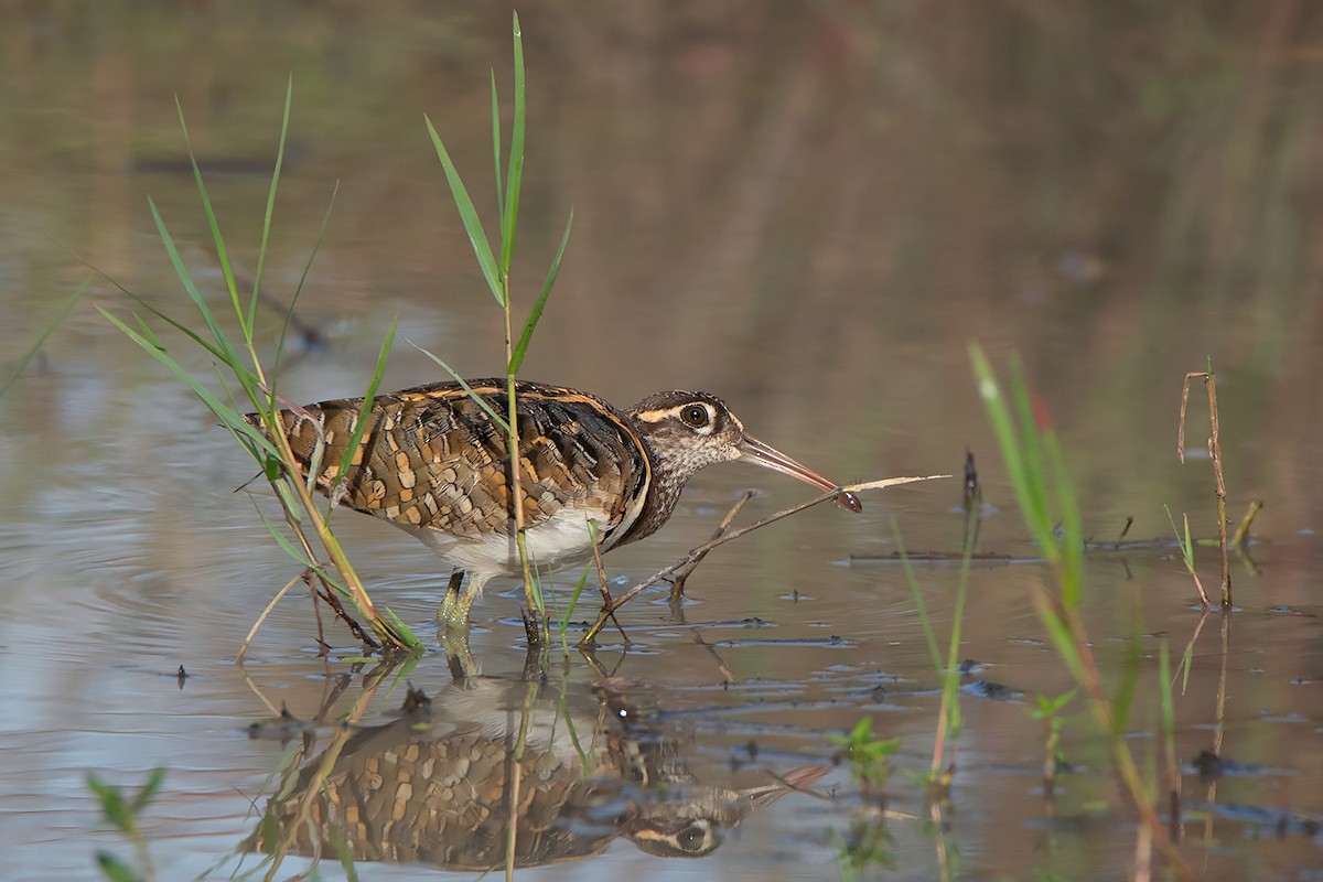 Greater Painted-Snipe - Ayuwat Jearwattanakanok