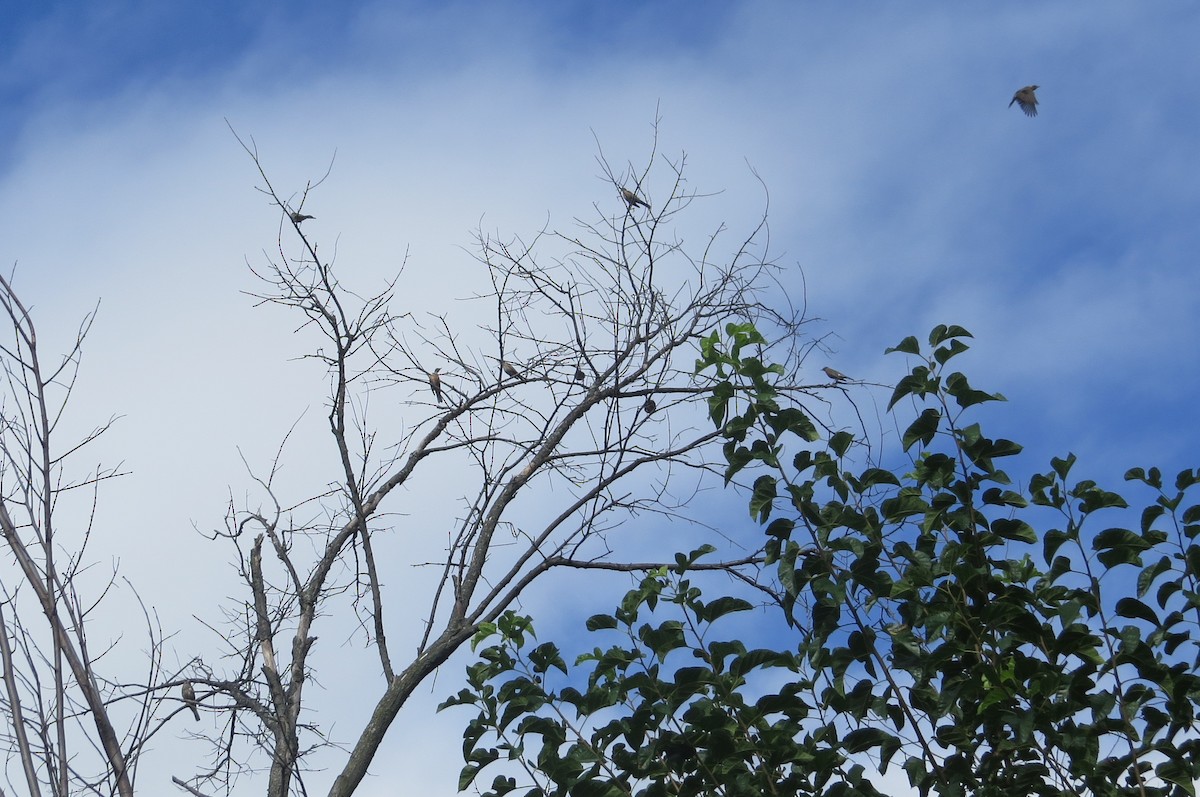 American Robin - ML371810291