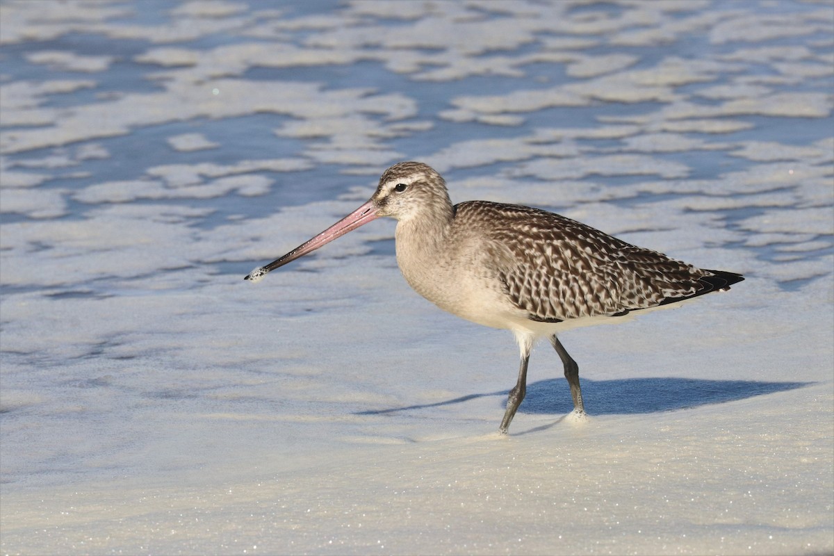 Bar-tailed Godwit - Loch Kilpatrick