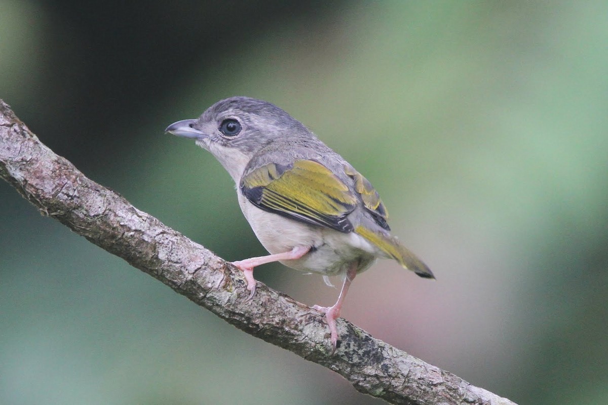 White-browed Shrike-Babbler - County Lister Brendan