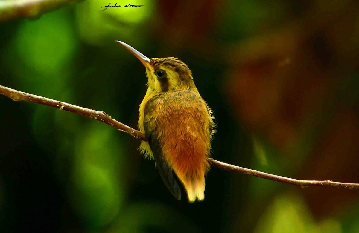 Streak-throated Hermit - ML371812181