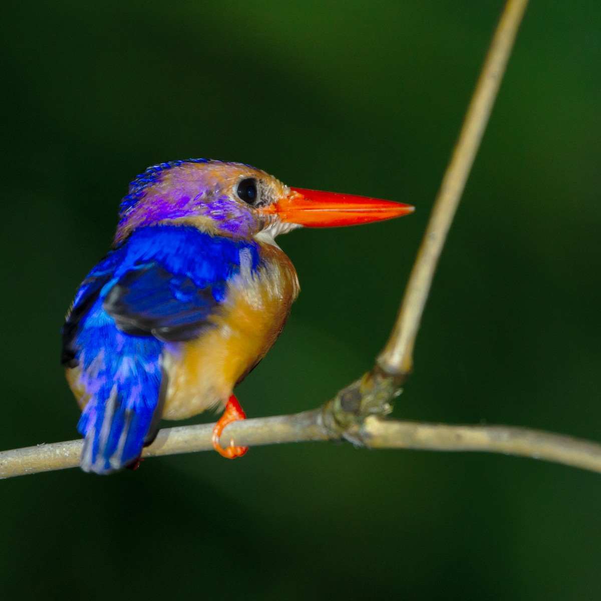 African Pygmy Kingfisher - ML371812541