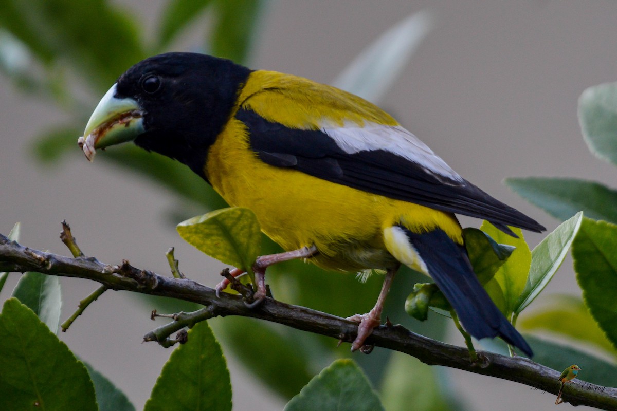 Hooded Grosbeak - ML371813731