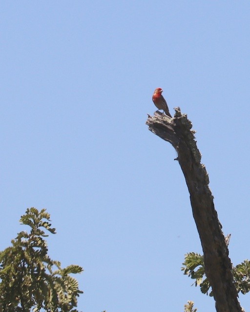 House Finch - Susan Brickner-Wren