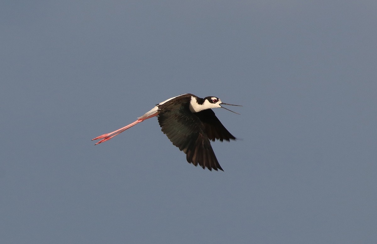 Black-necked Stilt - ML371816221