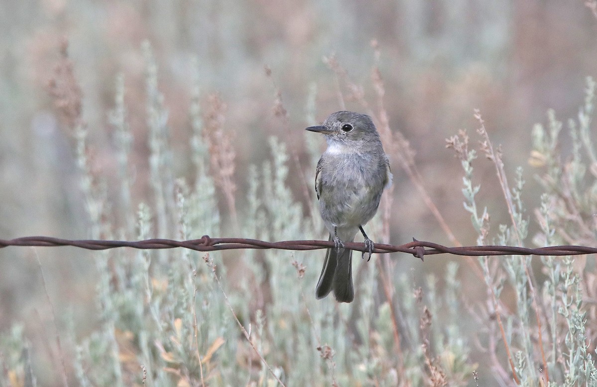 Gray Flycatcher - ML371816341