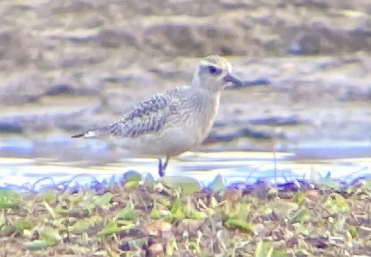 Black-bellied Plover - ML371824421