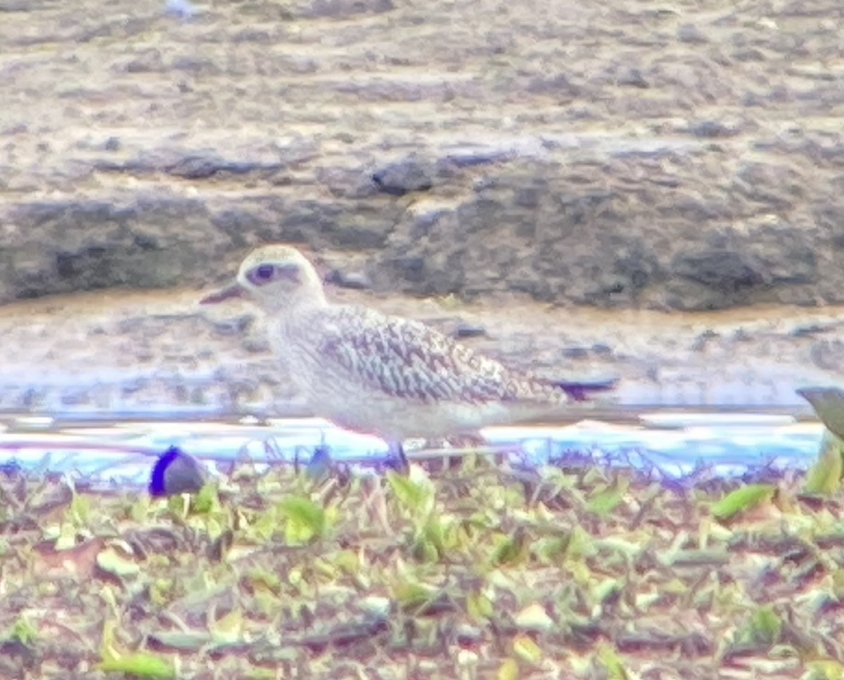 Black-bellied Plover - ML371824441