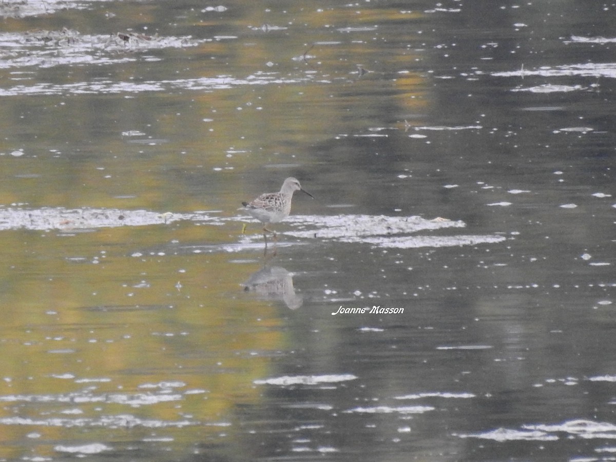 Stilt Sandpiper - ML371826331