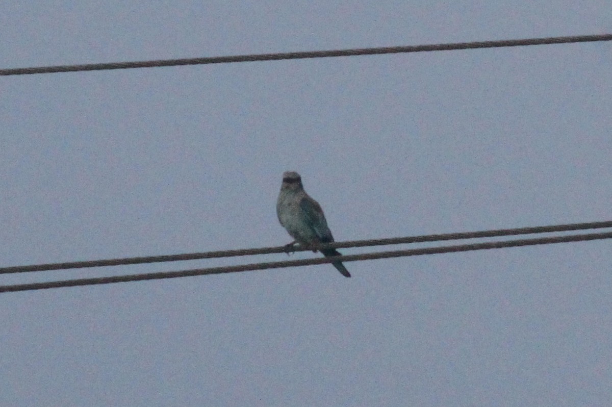 European Roller - ML371828561