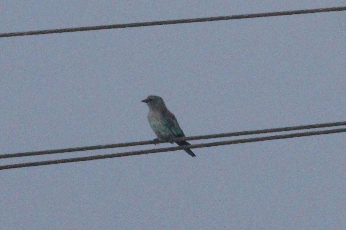 European Roller - ML371828581