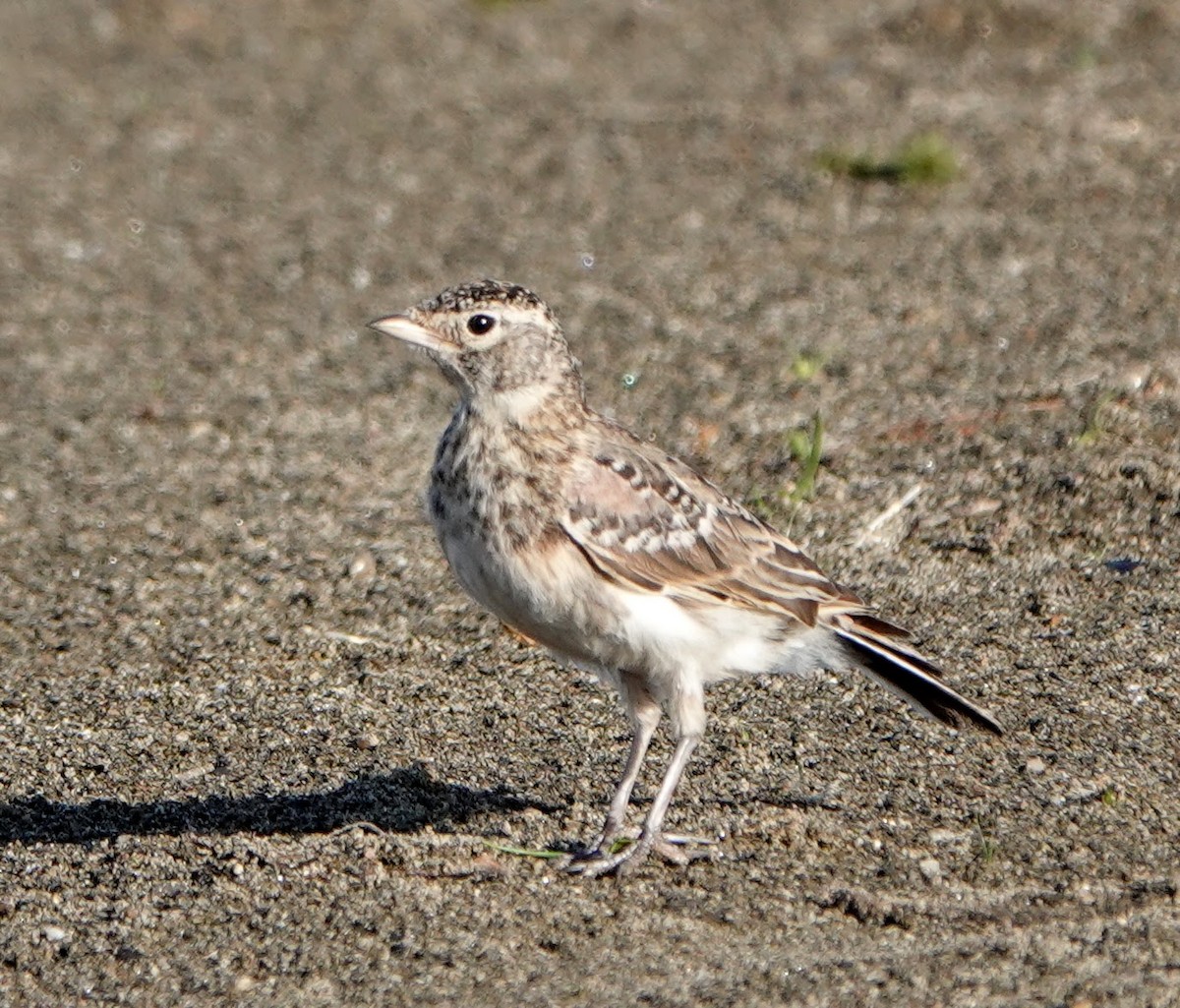 Horned Lark - ML371829531