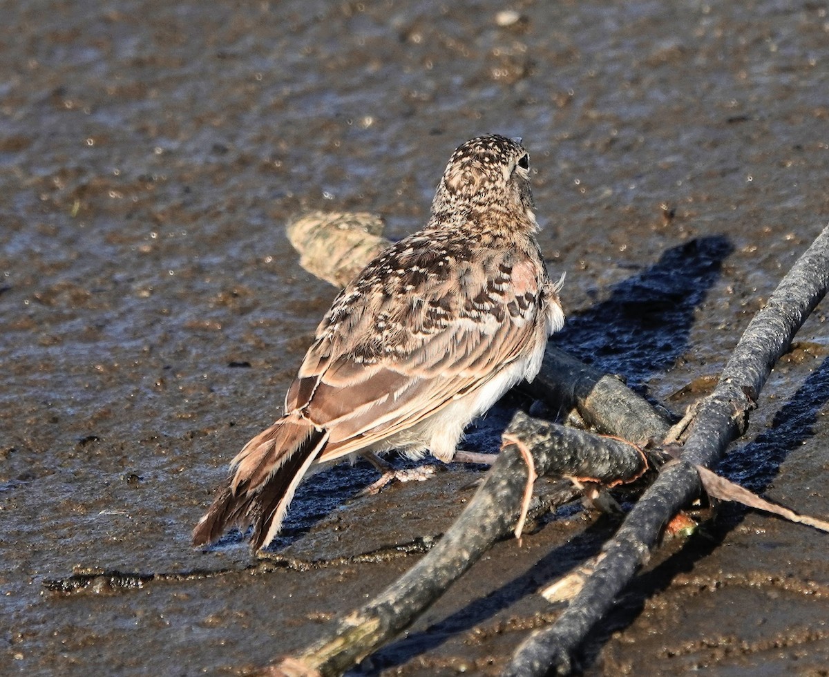 Horned Lark - ML371830141