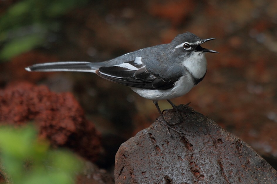 Mountain Wagtail - Fabio Olmos