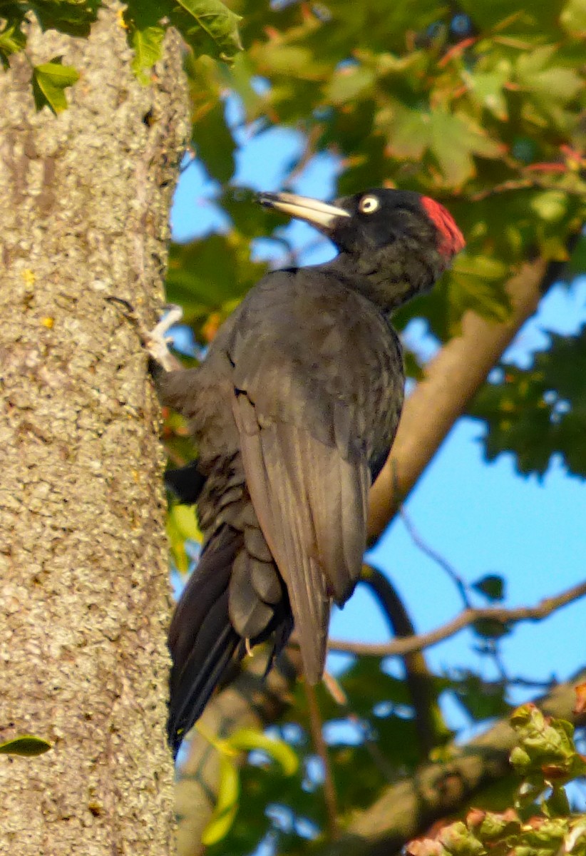 Black Woodpecker - ML371833211