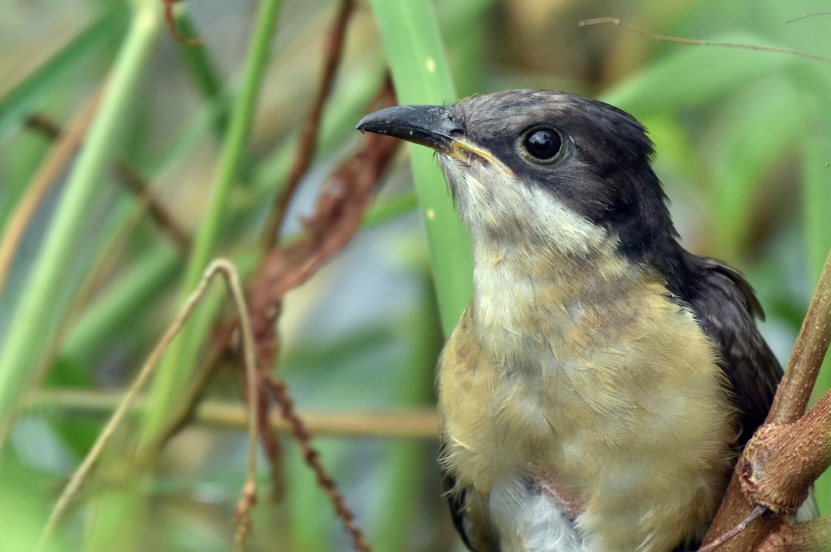 Pied Cuckoo - ML371833801