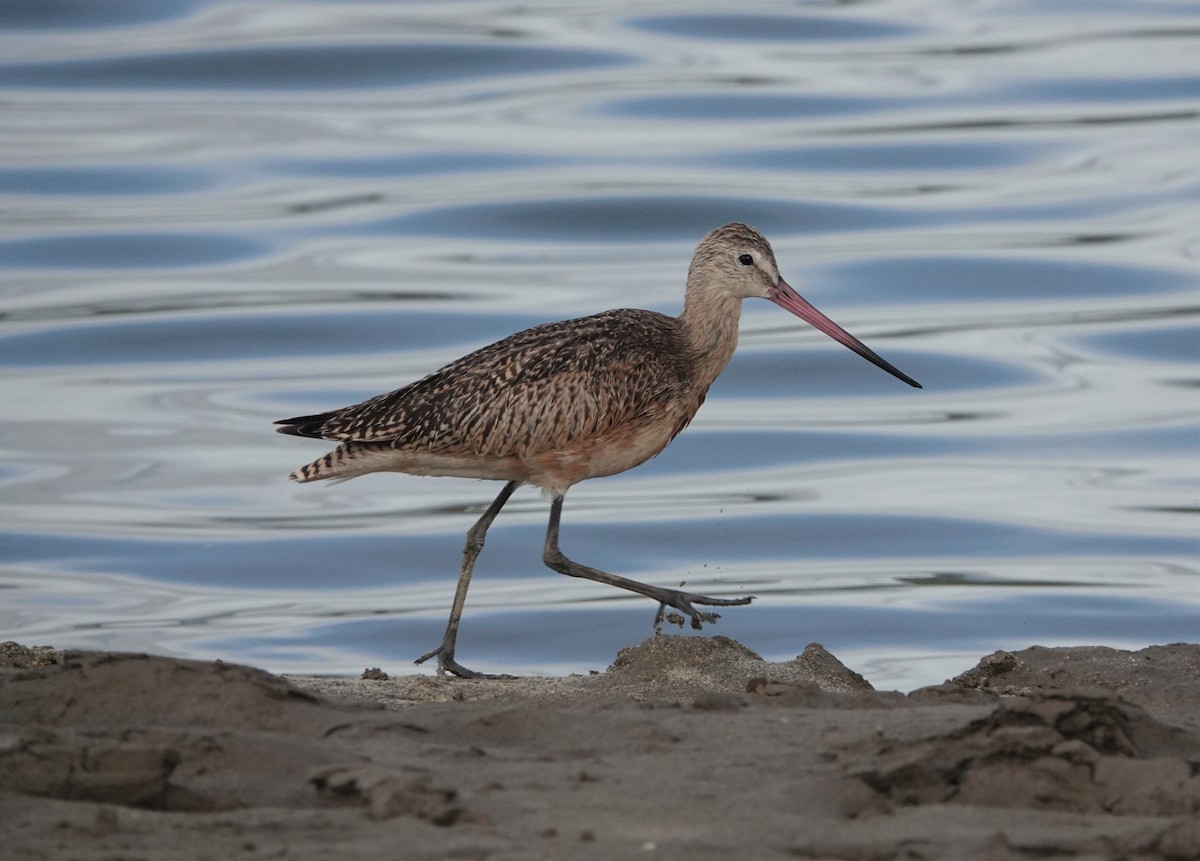 Marbled Godwit - Mark Goodwin