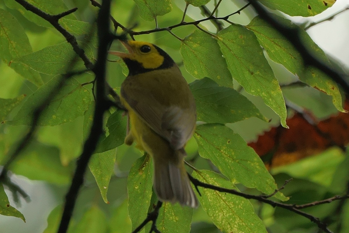 Hooded Warbler - ML371838431