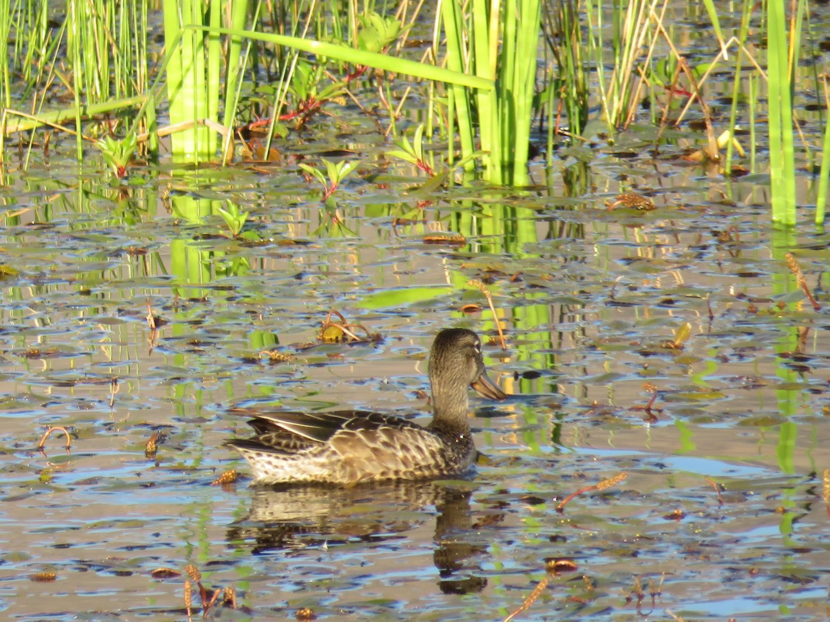 Blue-winged Teal - Dawn Zappone