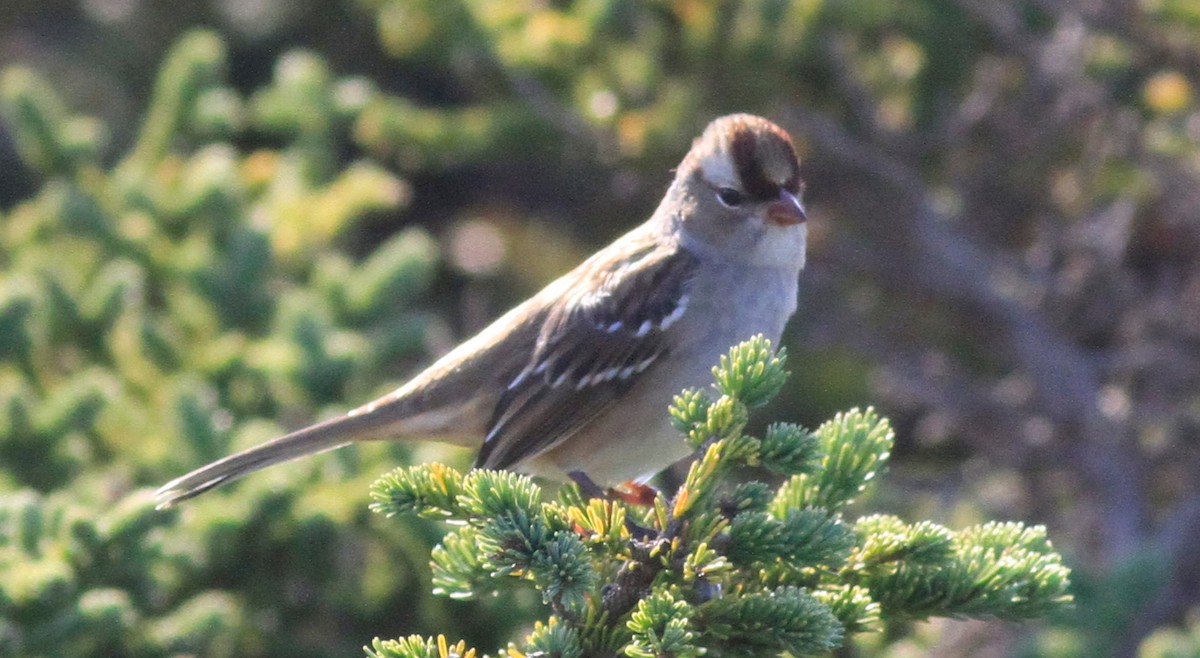 White-crowned Sparrow - ML371839581