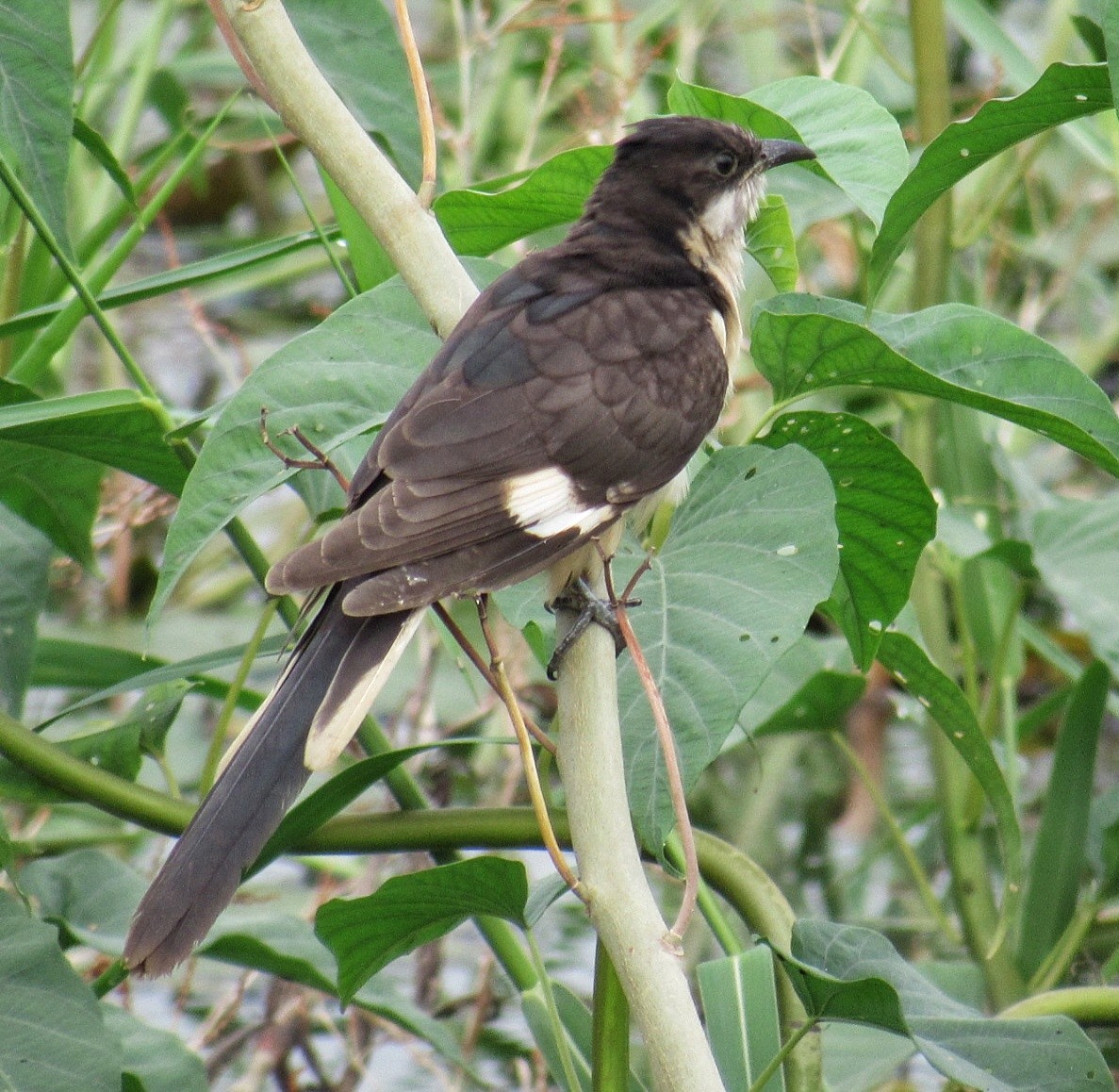 Pied Cuckoo - ML371840191