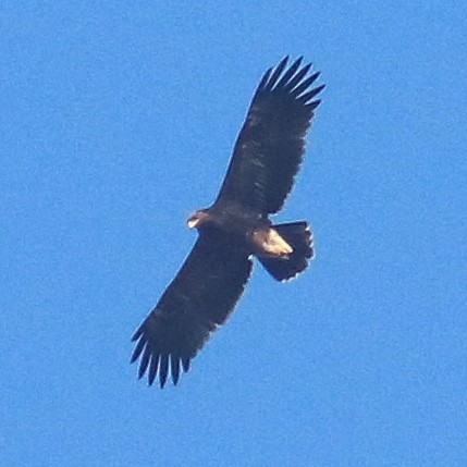 Greater Spotted Eagle - ML371841791