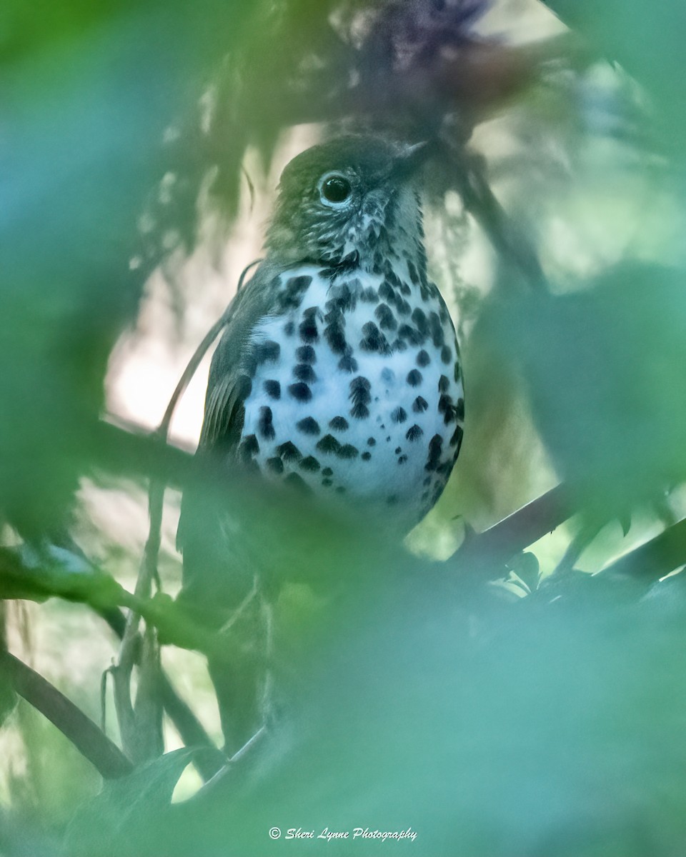 Wood Thrush - ML371842361