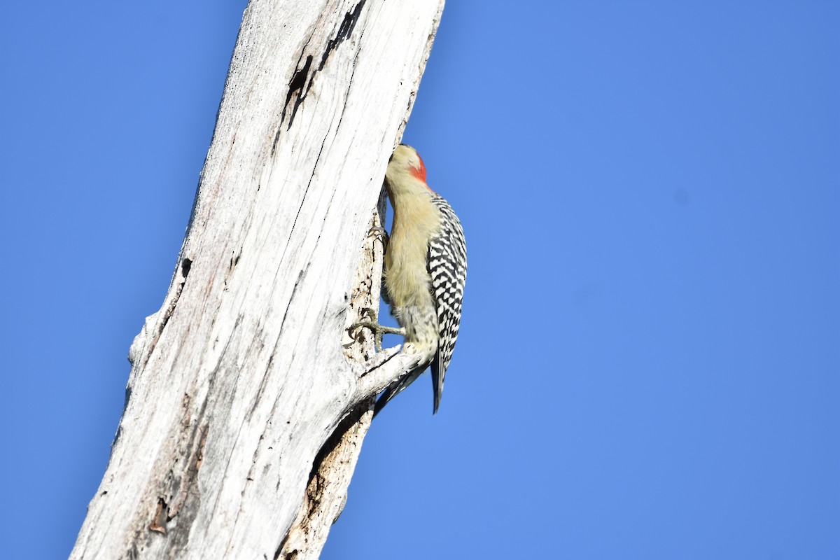 Red-bellied Woodpecker - ML371843761