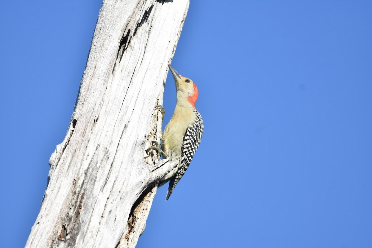 Red-bellied Woodpecker - ML371843821