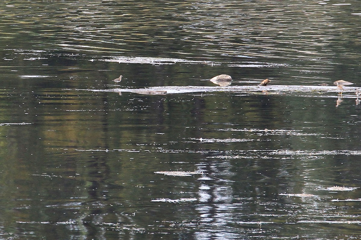 Stilt Sandpiper - ML371845061