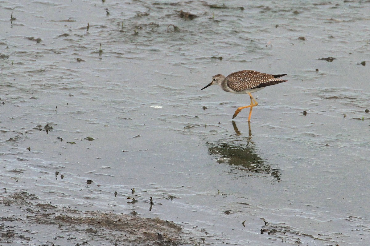 Lesser Yellowlegs - ML371845211