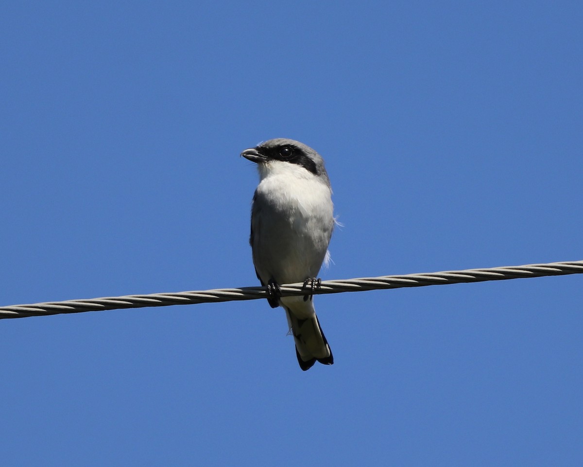 Loggerhead Shrike - ML371845601