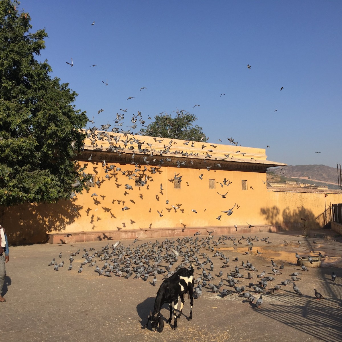 Rock Pigeon (Feral Pigeon) - ML371845761