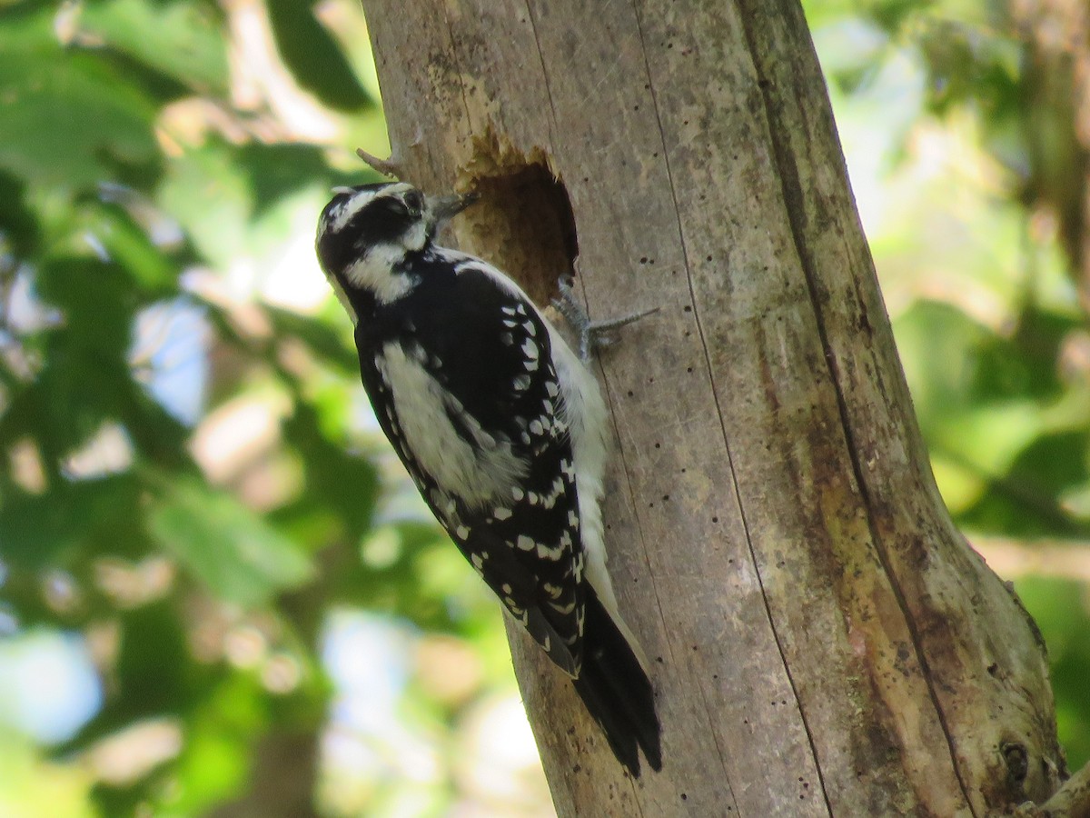 Hairy Woodpecker - ML37184601