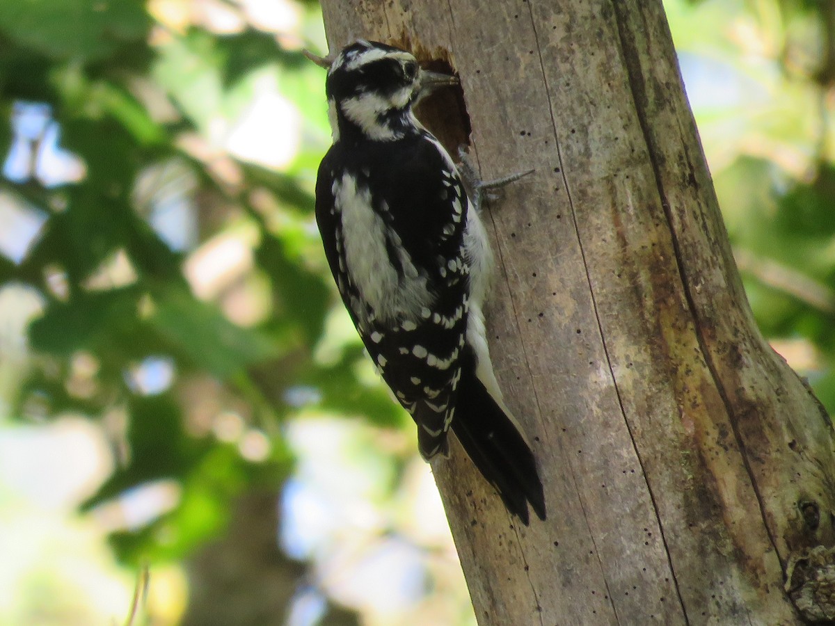 Hairy Woodpecker - ML37184621