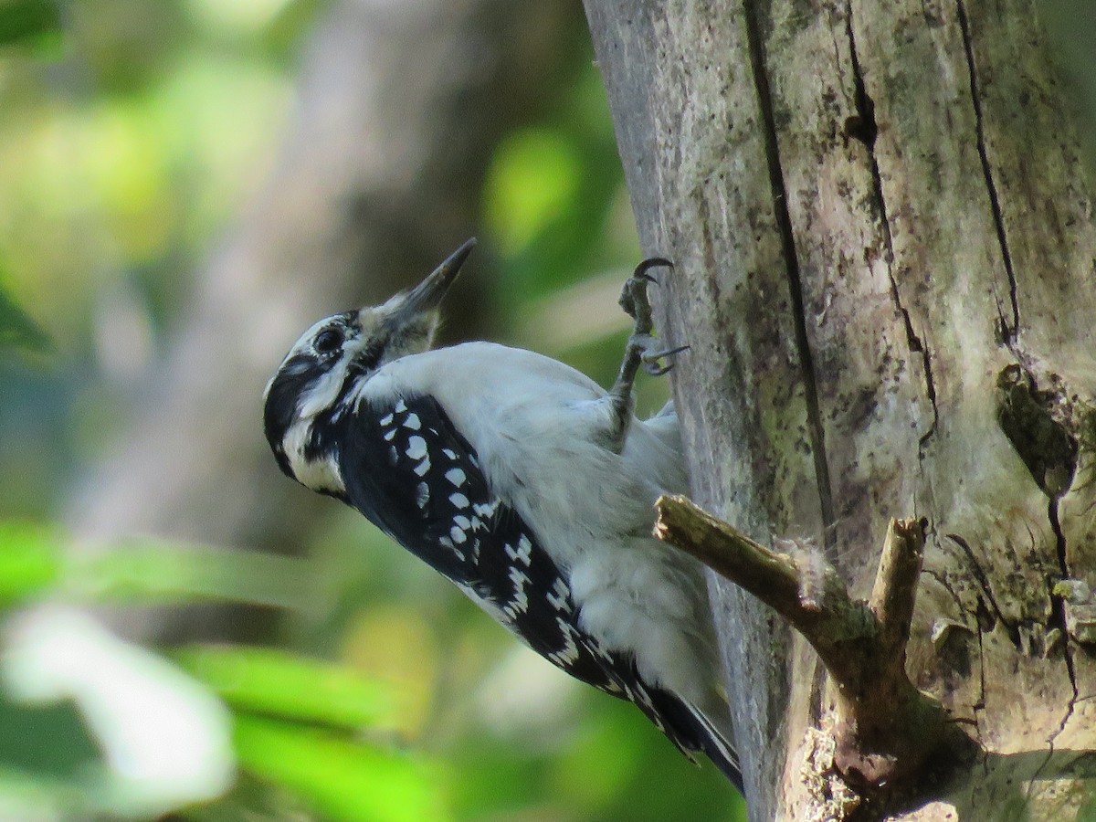 Hairy Woodpecker - ML37184711