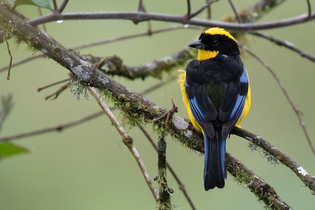 Blue-winged Mountain Tanager - ML371847401