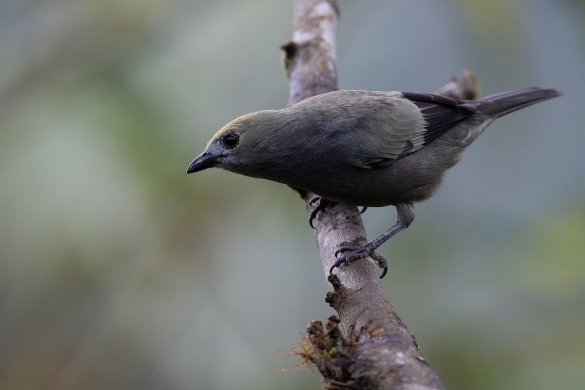 Palm Tanager - Ben  Lucking