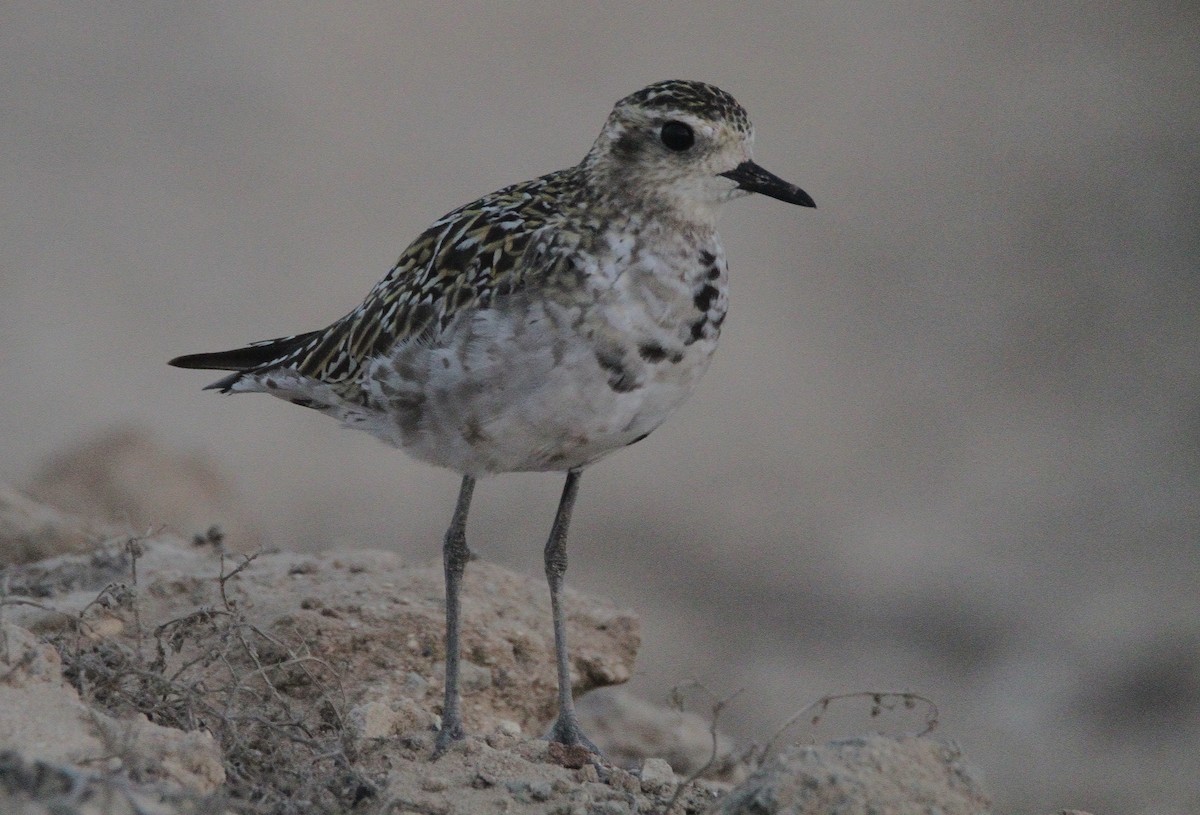 Pacific Golden-Plover - ML371847461