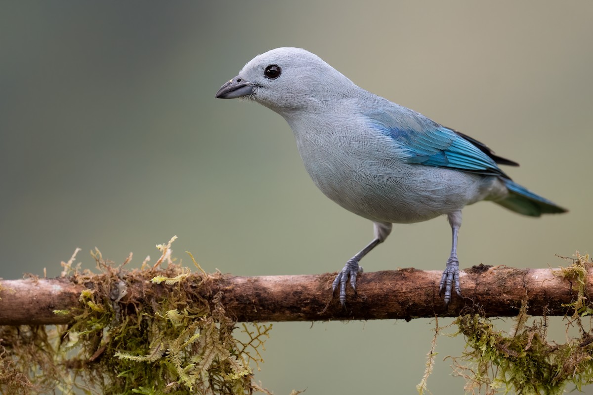 Blue-gray Tanager - Ben  Lucking