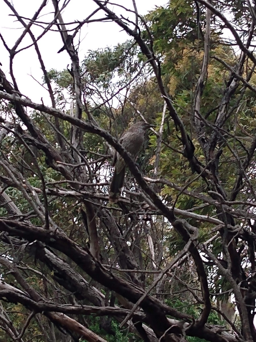 Little Wattlebird - ML371848181