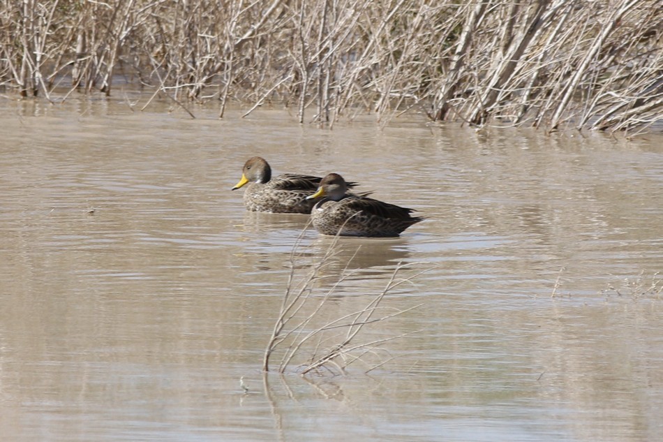 Yellow-billed Pintail - ML371848431