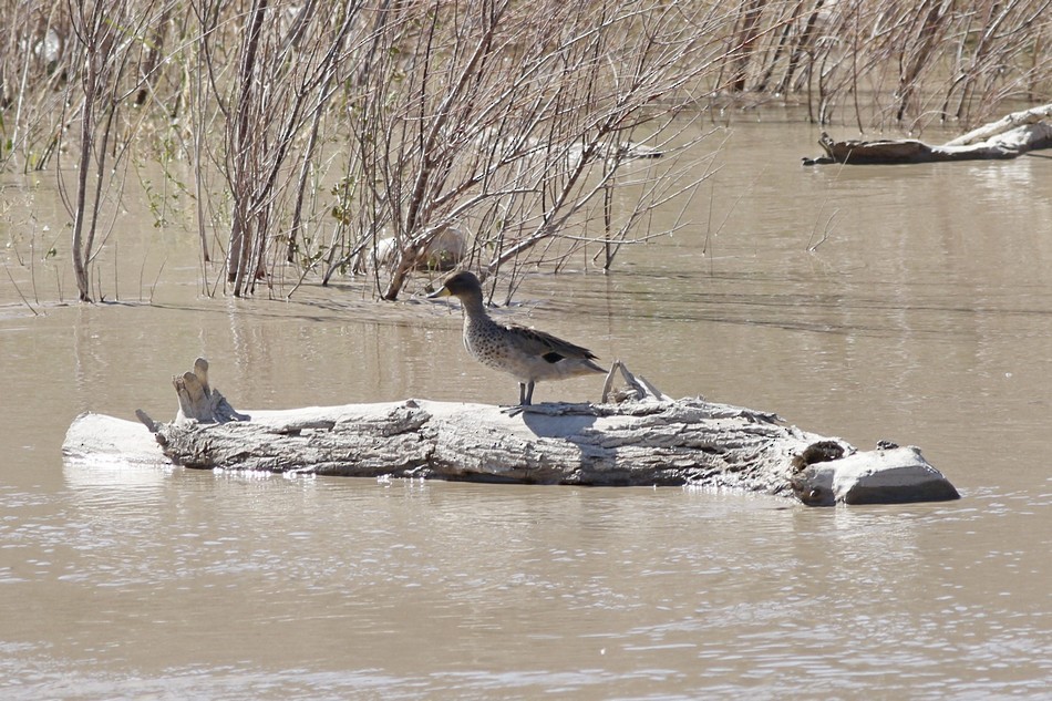 Yellow-billed Teal - ML371848441