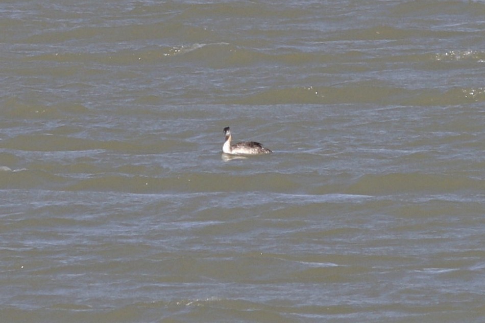 Great Grebe - ML371848451