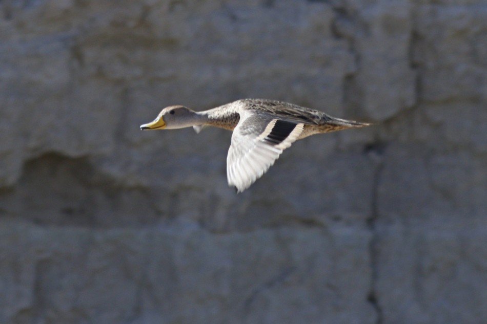 Yellow-billed Pintail - ML371848671