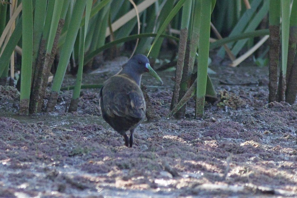 Plumbeous Rail - ML371848691