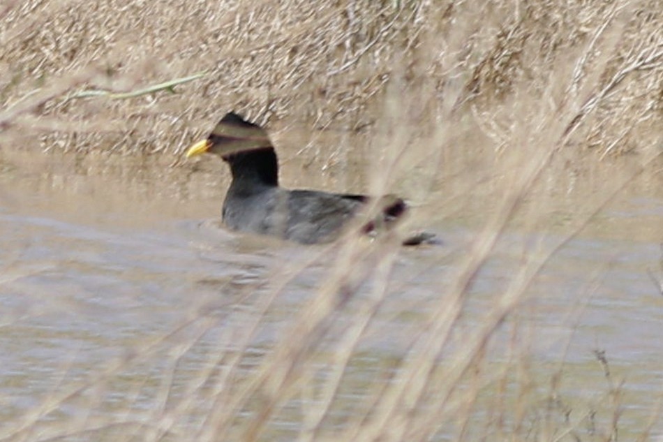 Red-fronted Coot - ML371848711